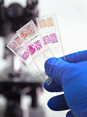 Microscope Slides And Covers, Blank Glass Slides For Microscope Set - 300 Slides, 300 Coverslips, For Microscopy