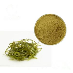 China Water Soluble Natural Alginic Seaweed Extract on sale