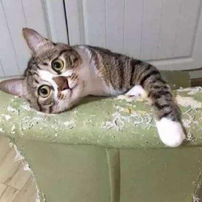 Curved Cat Scratching Board Green High-Density Cat Scratching Board