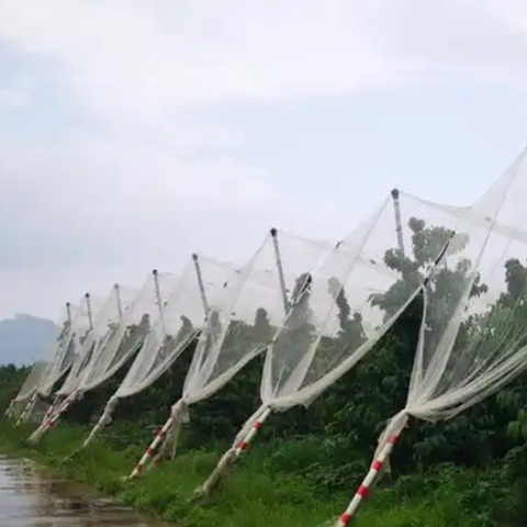 With Knot HDPE Anti Bird Netting Bird Catching For Fruit Trees