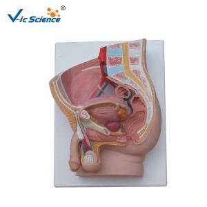 37cm Hospital Teaching 2 Parts PVC Anatomical Pelvis Model