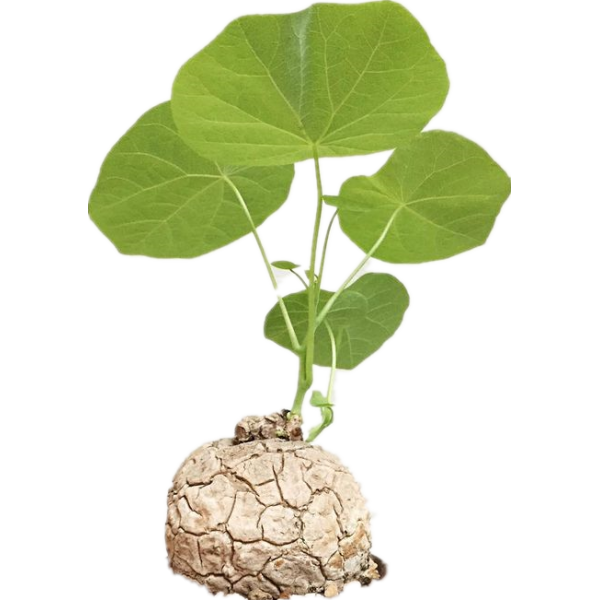 Pharmaceutical Use Stephania Epigaea Extract Rotundine 98% / Tetrahydropalmatine (L-THP)