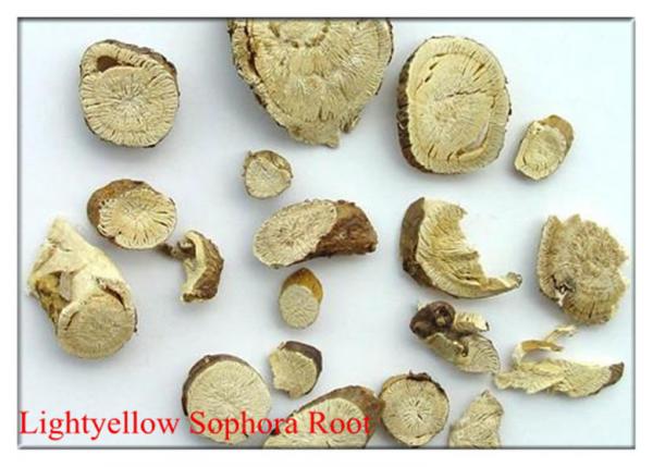Quality Lightyellow Sophora Root .Kuh-seng,RADIX SOPHORAE FLAVESCENTIS for sale