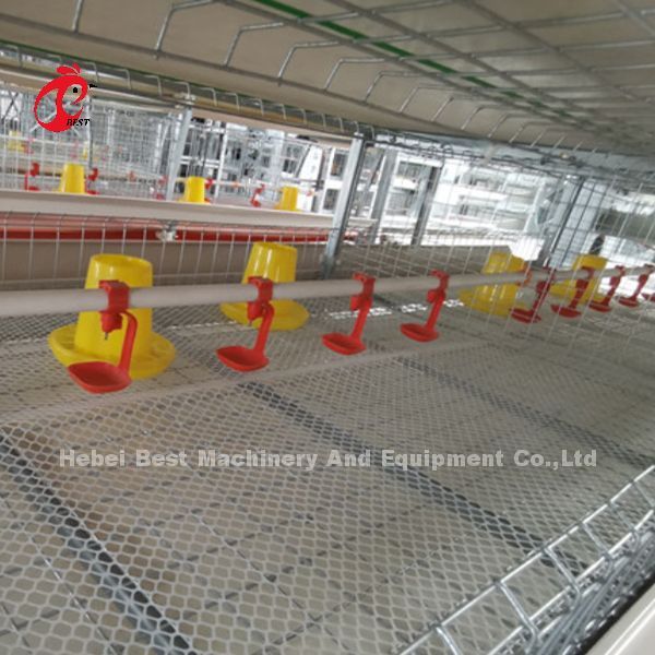 Full Automatic Poultry Farming Cage System Anti Corrosive In Nigeria Rose