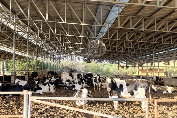 Galvanized Steel Rust Resistant Cattle Housing with Easy Assembly for Dairy and Beef Livestock Buildings