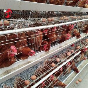Wholesale Save Area Poultry Farming Cage System , 3 Tiers Commercial Chicken Cages Ada from china suppliers