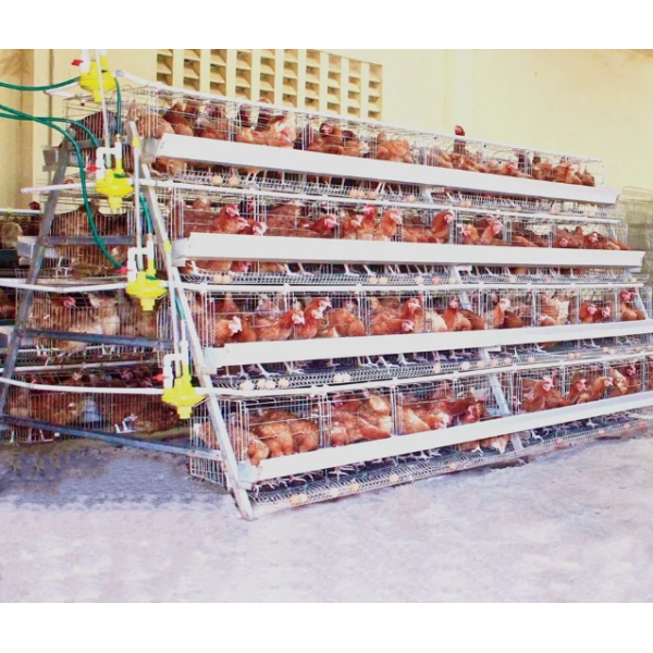 Automatic Poultry Feeding System for Smart Farming - Labor-Saving and Customizable Chicken Feeding Equipment