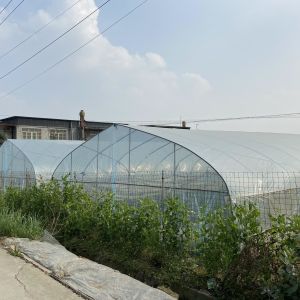 Buy cheap Clear Plastic Film Single-span Greenhouse For Agriculture Stable Structure Frame from wholesalers