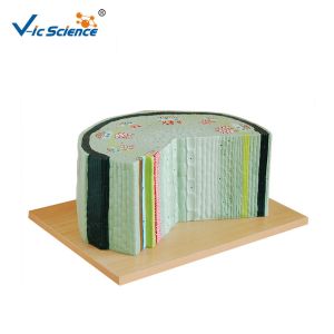 Bilological Class 47x46x18cm 5kgs Plant Stem Cell Model