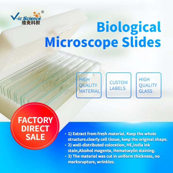 Medical School Plain Microscope Glass Slides 10pcs CE Certification