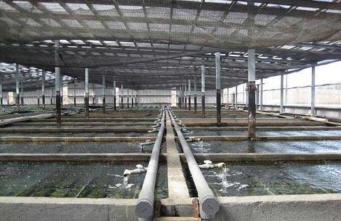 Constant Temperature In Aquaculture Specialized Heat Pumps Save Energy And Electricity Customized Solutions For Fish Ponds