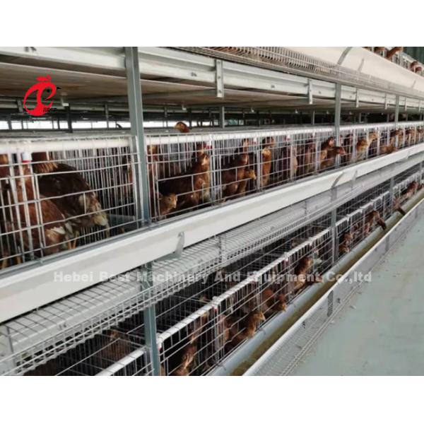 Layer Cage System Perfect Solution For Poultry Industry Capacity 2-4 Birds/Cell Adela