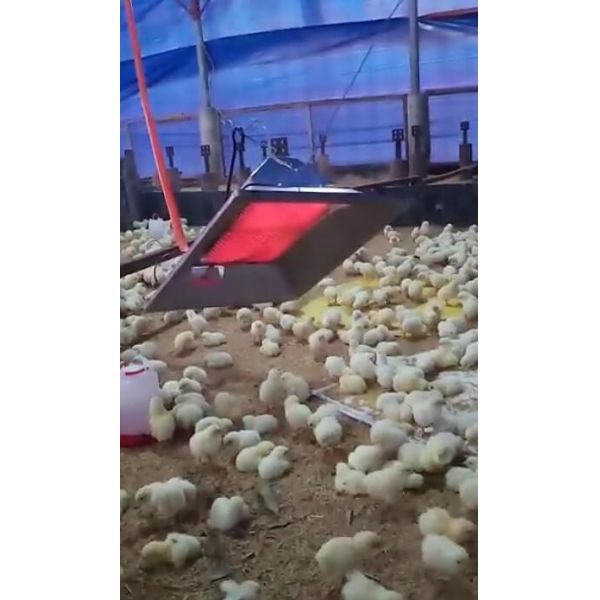 Infrared Gas Brooder Heater Direct Heating LPG Propane Chicken Brooder