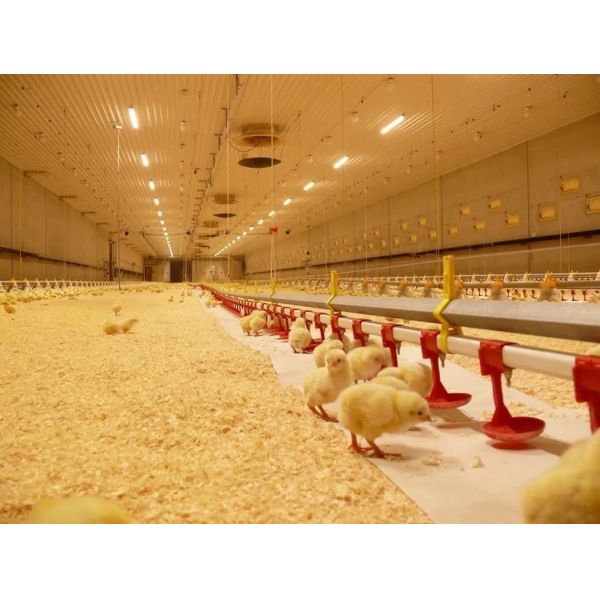 Galvanized Steel Poultry House Equipment with Automatic Control and Customizable Dimensions