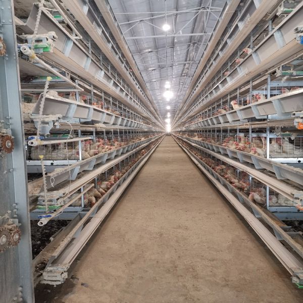 Philippines Galvanized Egg Layer Chicken Cage H Type 68KG ISO9001