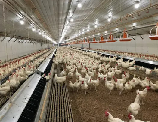 Quick Assembly Hot-Dip Galvanized Steel Poultry House with Customizable Layout