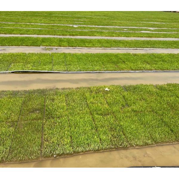 Rice seeder machine