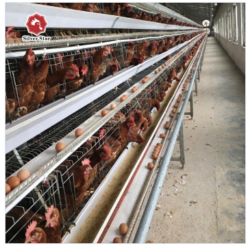 Customized Multi Layer Poultry Cage Automatic Egg Collection Cages