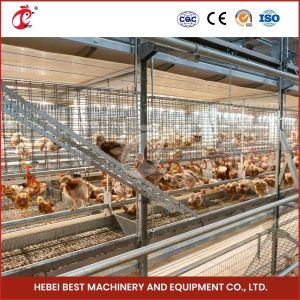 Wholesale Assembly Brooding Quail Brooder Cage With Automatic Manual Cleaning Emily from china suppliers