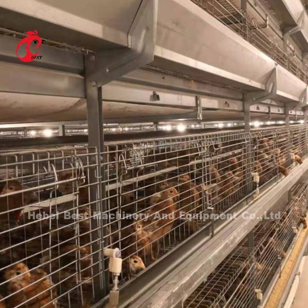 Full Automatic Poultry Farming Cage System Anti Corrosive In Nigeria Rose