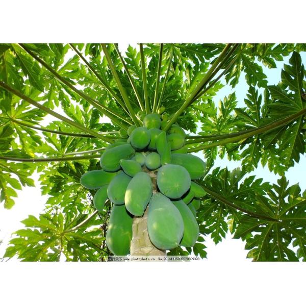 14% Calcium Boron Foliar Fertilizer Micronutrient Organic Apples Farming