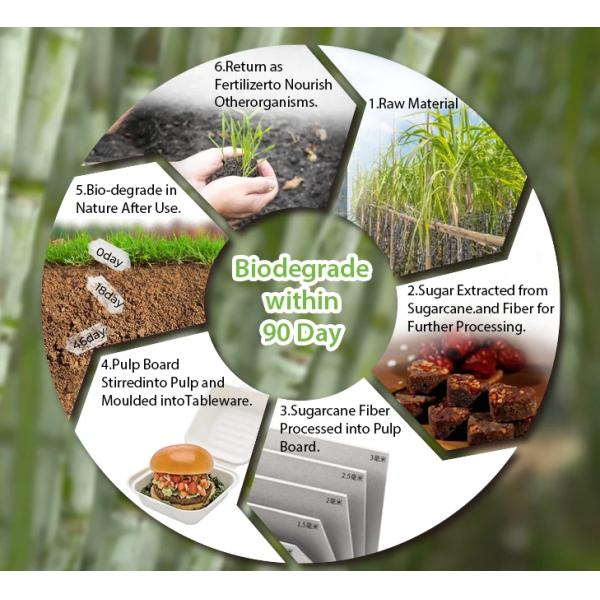 Biodegradable Sugarcane Pulp Tray 3 Compartment Disposable Tableware for Snacks Candies Hamburgers Cookies Pet Food Milk