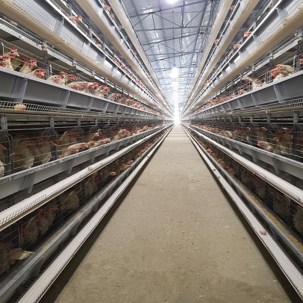 Hot Dip Galvanized Steel Fully Automatic Vertical H Type Multitier Chicken Egg Laying Cage