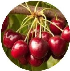 Transparent Crop Rain Covers Cherry Tree Covers 100gsm~200gsm
