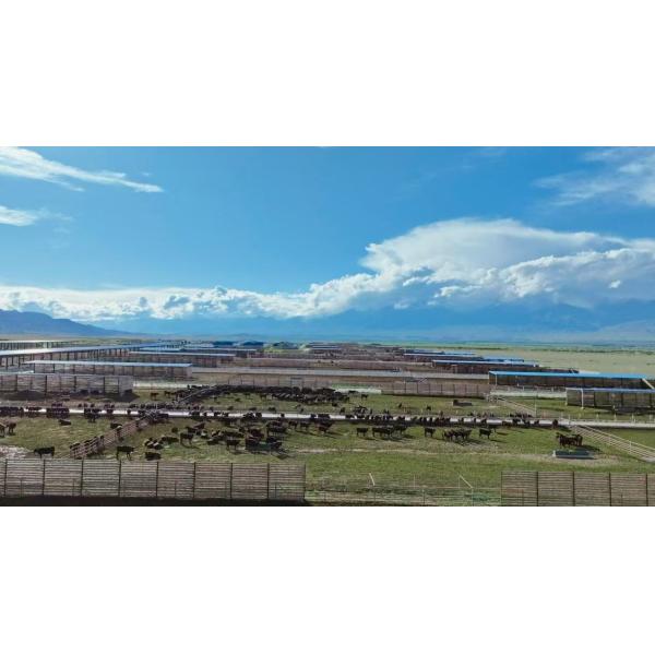 Modern Light Steel Frame Cattle Shed with Galvanized Steel Structure