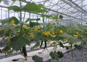 Wholesale Cucumber Greenhouse Hydroponic Systems Galvanized Frame Thin Film Structure from china suppliers