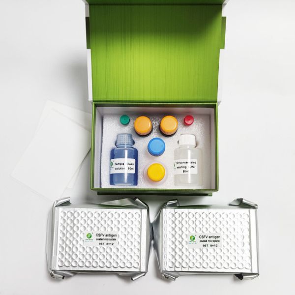 10min Swine Fever Virus Antibody Diagnostic ELISA Kit For Pig 192 Wells/Kit