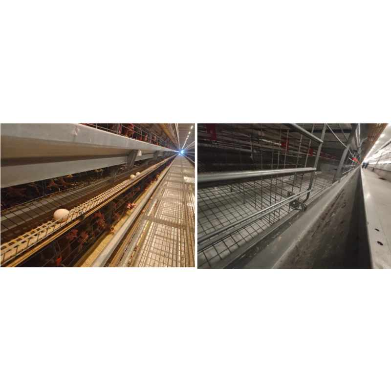 Poultry Farm Equipment Layer Chicken Cage System with Anti-Corrosion Structure Modular Design and Precision Environmental Control