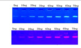 GDSBio 20000x DSViewTM Nucleic Acid Stain 1ml Specific Reagents