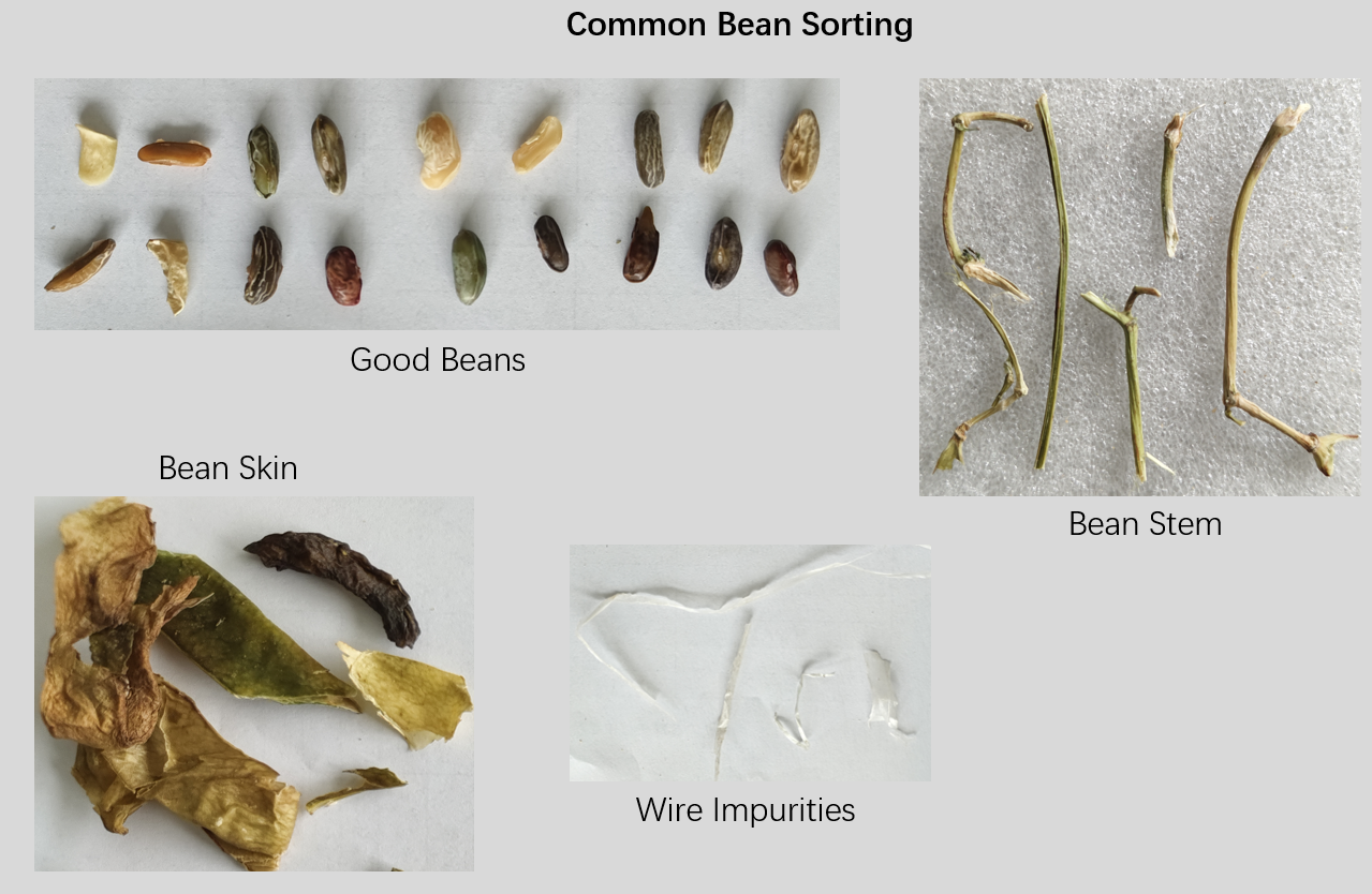 Customized Intelligent AI Common Bean Sorting Solution Meets Personalized Needs