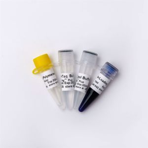 Taq DNA Polymerase for DNA Amplification