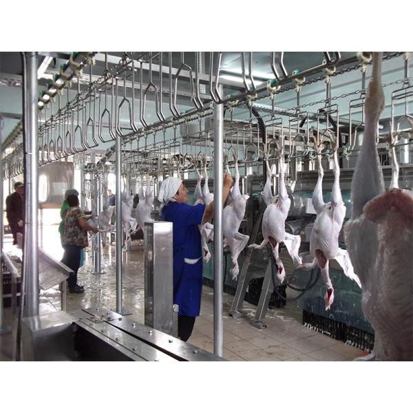 Chicken Weight Grading Machine
