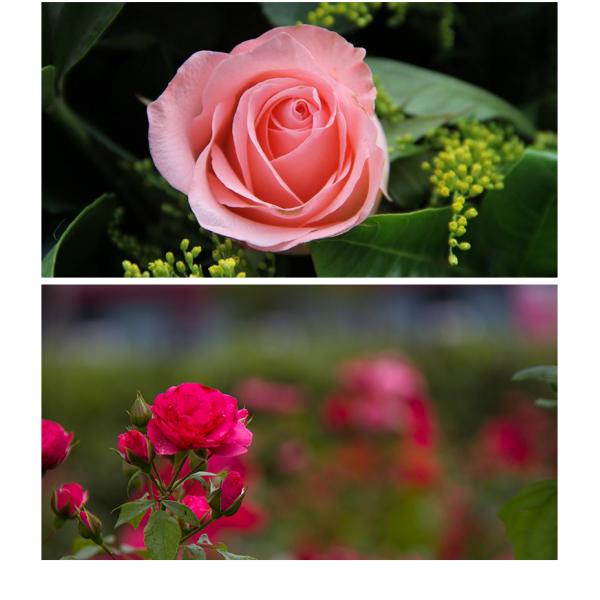 Photography Camera Lens UV Filter , Protection UV Filter With Super Water And Oil Repellent Function