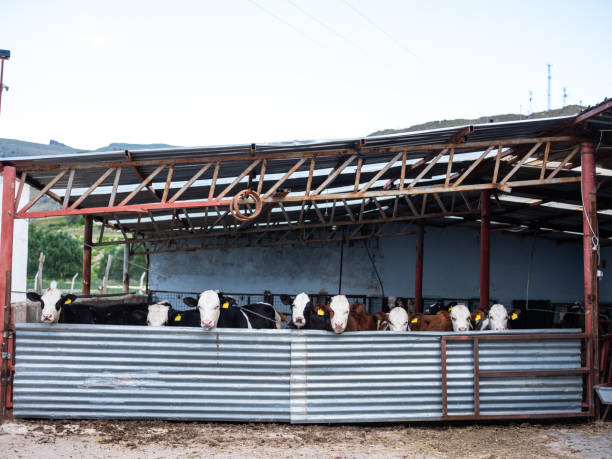 Weather-resistant Open-Side Cattle Shed with Bolt-Together Assembly and Customizable Dimensions