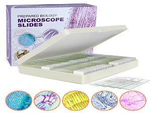 Microscope Slides With Specimens For Kids, Prepared Microscope Slides Plants Animals Insects, Microscope Slides