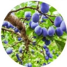 Transparent Crop Rain Covers Cherry Tree Covers 100gsm~200gsm