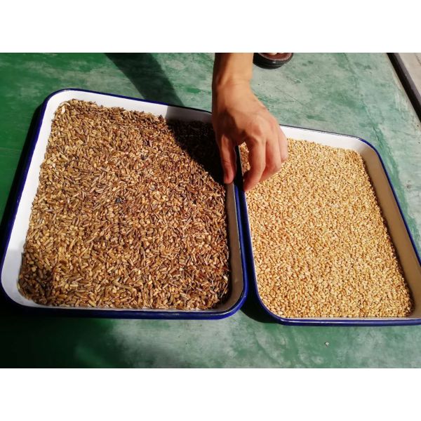 High Precision 5-channel Colour Sorter for Wheat Colour Sorter for Rice Grains