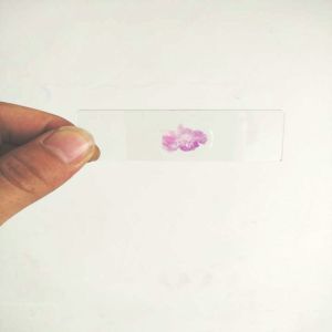 Wholesale College Students Glass 132pcs ODM Plant Microscope Slides from china suppliers