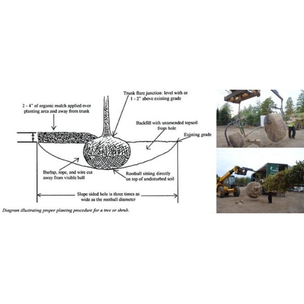 Black Anneal Root Ball Wire Basket For Trees Or Plants Rootball Transportations