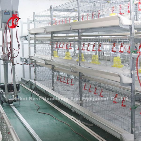 Full Automatic Poultry Farming Cage System Anti Corrosive In Nigeria Rose