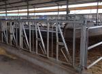 Hot Dip Galvanized Steel Pipe Cattle Headlock Feeder Panels 10FT-14FT Size